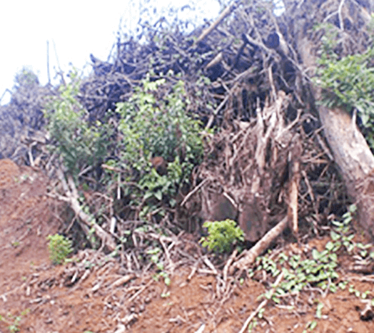 森の営みを重機械で破壊し蹂躙。丁寧な山仕事、今はどこへ？のイメージ