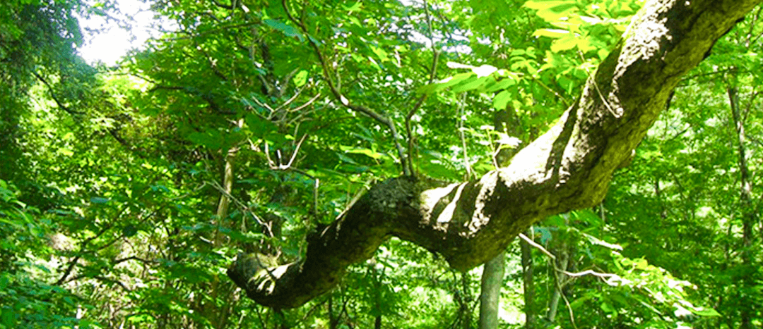 緊急警鐘　2015.3のイメージ