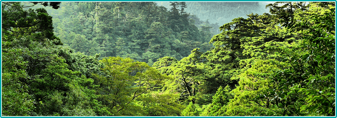 「アーボリカルチャー」の世界 国際認定資格としてのイメージ