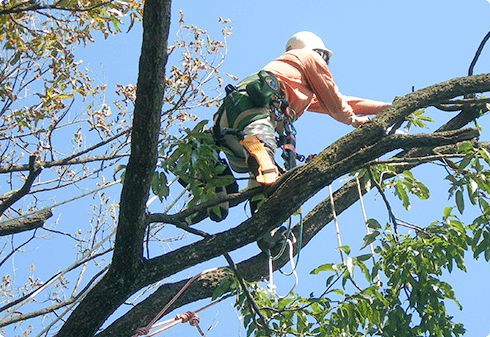 Annの森プロジェクトのイメージ
