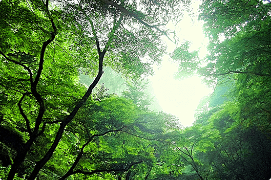 樹木　管理と育樹の仕事　緑環境の維持と創造へのイメージ