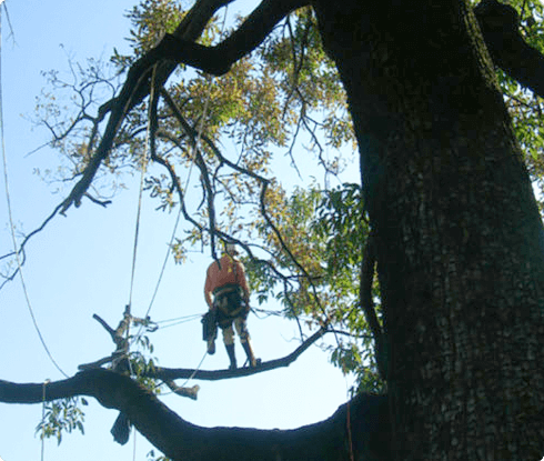 安全･丁寧な大枝の剪定　または (安全確保)伐採の作業のイメージ