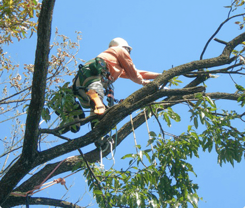切り過ぎない枝おろし　樹木にとってもの適正な整枝剪定のイメージ